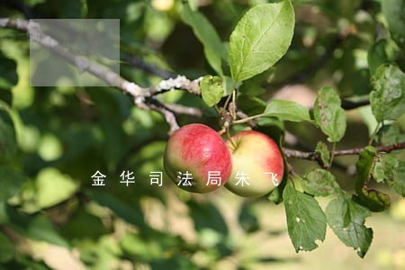 金华司法局朱飞