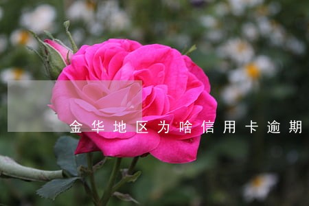金华地区为啥信用卡逾期高