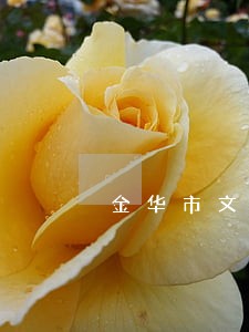 金华市文化广电旅游局法规处长 金华市文化广电旅游局法规处长
