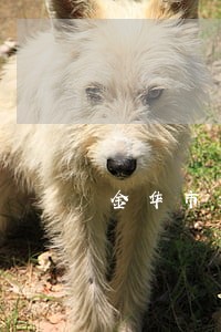 金华市磐安债务律师在线咨询 金华市磐安债务律师在线咨询