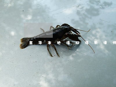 金华本地债权债务律师 金华本地债权债务律师