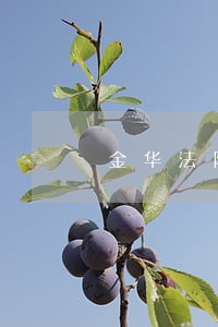 金华法院曝光一批老赖