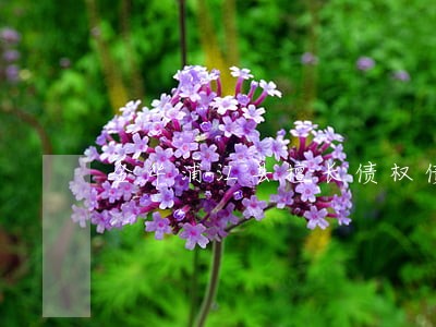 金华浦江县擅长债权债务律师 金华浦江县擅长债权债务律师