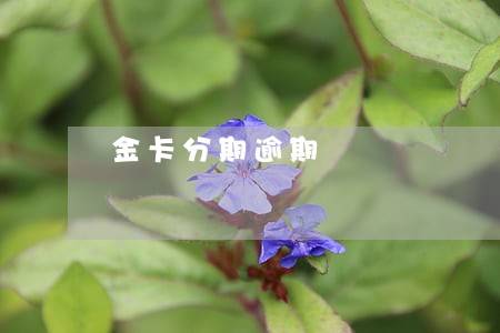 金卡分期逾期 金卡分期逾期