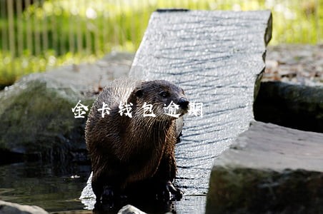 金卡钱包逾期