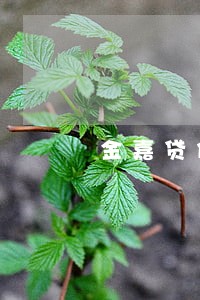 金嘉贷你我贷逾期几天会打联系人 金嘉贷你我贷逾期几天会打联系人
