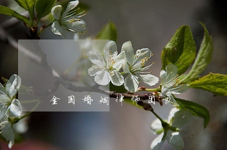 金国婚姻律师团队 金国婚姻律师团队