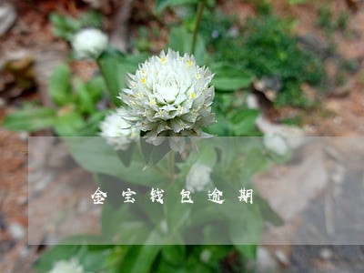 金宝钱包逾期 金宝钱包逾期