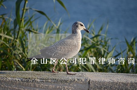 金山区公司犯罪律师咨询电话