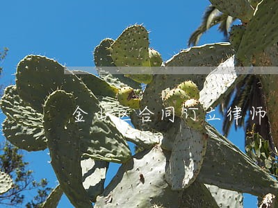 金山区合同订立律师 金山区合同订立律师