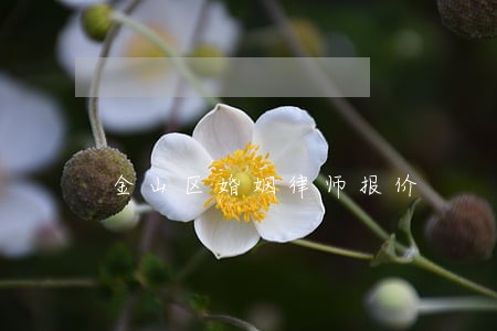 金山区婚姻律师报价 金山区婚姻律师报价