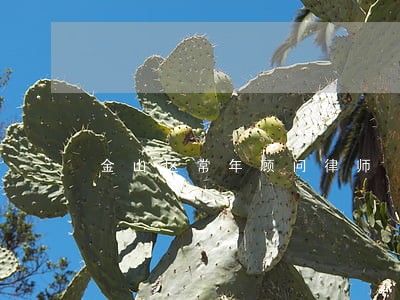 金山区常年顾问律师 金山区常年顾问律师
