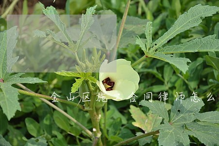 金山区施工合同律师怎么咨询 金山区施工合同律师怎么咨询