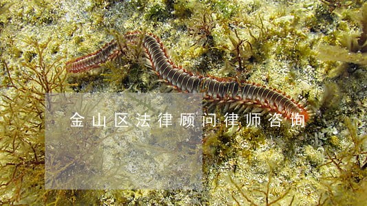金山区法律顾问律师咨询
