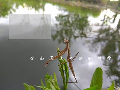 金山区遗产继承律师 金山区遗产继承律师