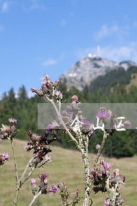 金山区遗弃罪律师 金山区遗弃罪律师