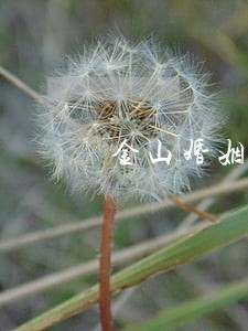 金山婚姻继承纠纷律师 金山婚姻继承纠纷律师