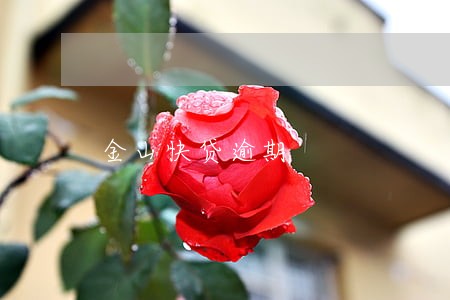 金山快贷逾期 金山快贷逾期