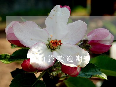 金山贷款逾期 金山贷款逾期