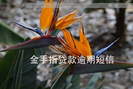 金手指贷款逾期短信 金手指贷款逾期短信