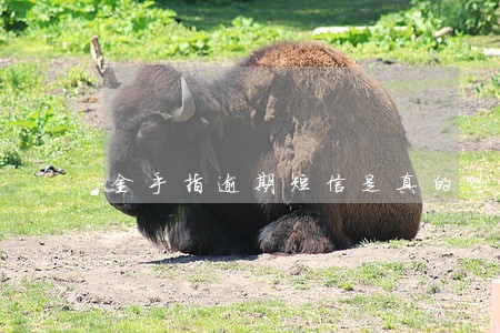 金手指逾期短信是真的吗 金手指逾期短信是真的吗
