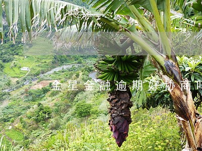 金星金融逾期好协商吗 金星金融逾期好协商吗