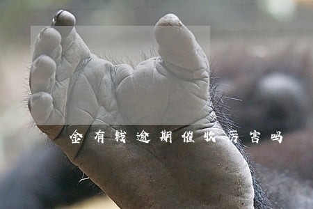 金有钱逾期催收厉害吗 金有钱逾期催收厉害吗