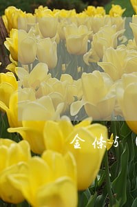 金条5000逾期一年 金条5000逾期一年