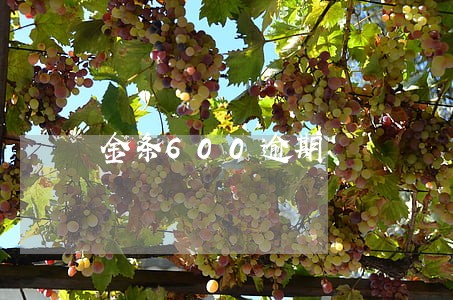 金条600逾期 金条600逾期