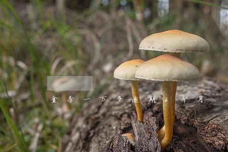 金条一万多逾期6个月 金条一万多逾期6个月