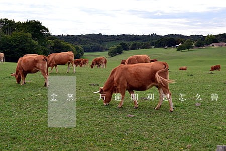 金条一万逾期利息怎么算 金条一万逾期利息怎么算