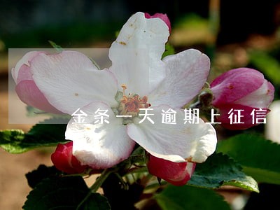 金条一天逾期上征信 金条一天逾期上征信