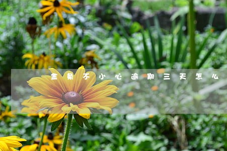 金条不小心逾期三天怎么办呢 金条不小心逾期三天怎么办呢