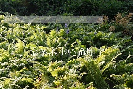 金条不小心逾期了 金条不小心逾期了