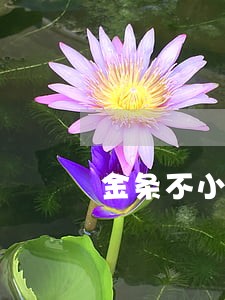 金条不小心逾期了有什么影响 金条不小心逾期了有什么影响