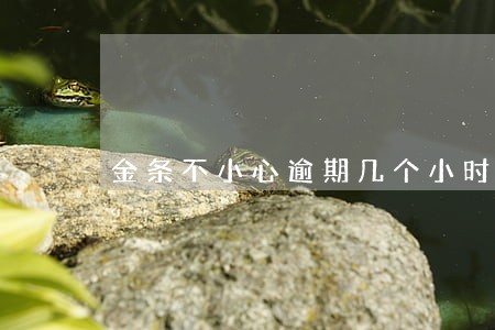 金条不小心逾期几个小时 金条不小心逾期几个小时