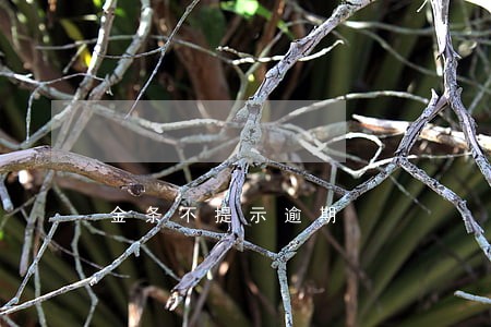 金条不提示逾期 金条不提示逾期