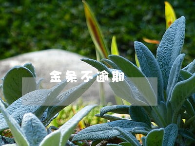 金条不逾期 金条不逾期