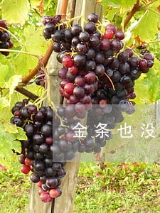 金条也没逾期有额度不能用 金条也没逾期有额度不能用