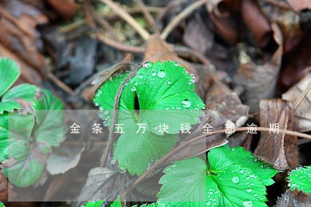金条五万块钱全部逾期 金条五万块钱全部逾期