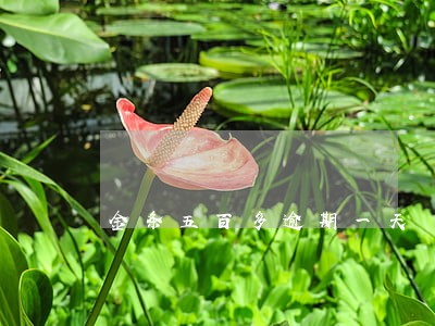 金条五百多逾期一天 金条五百多逾期一天