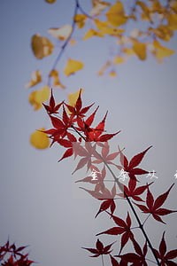 金条从未逾期只能还款不能借 金条从未逾期只能还款不能借