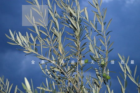 金条从未逾期无法借款最新破解 金条从未逾期无法借款最新破解