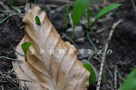 金条借呗逾期怎么办 金条借呗逾期怎么办