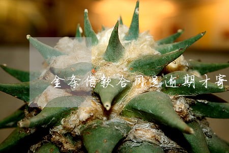 金条借款合同是逾期才寄吗