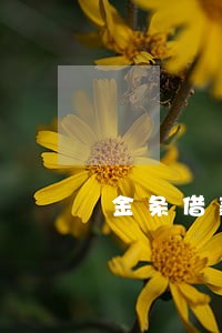 金条借款逾期 金条借款逾期