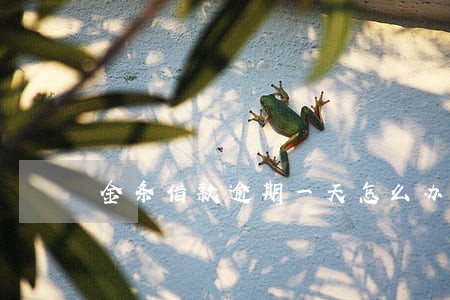 金条借款逾期一天怎么办 金条借款逾期一天怎么办
