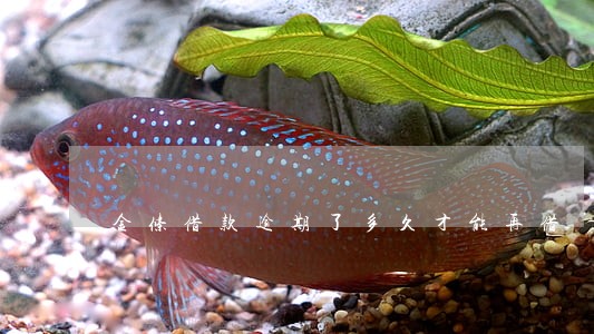 金条借款逾期了多久才能再借 金条借款逾期了多久才能再借