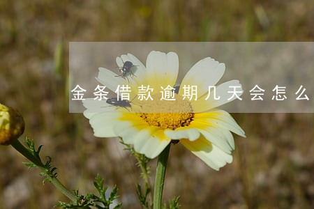 金条借款逾期几天会怎么样 金条借款逾期几天会怎么样