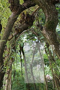 金条借款逾期半个月 金条借款逾期半个月